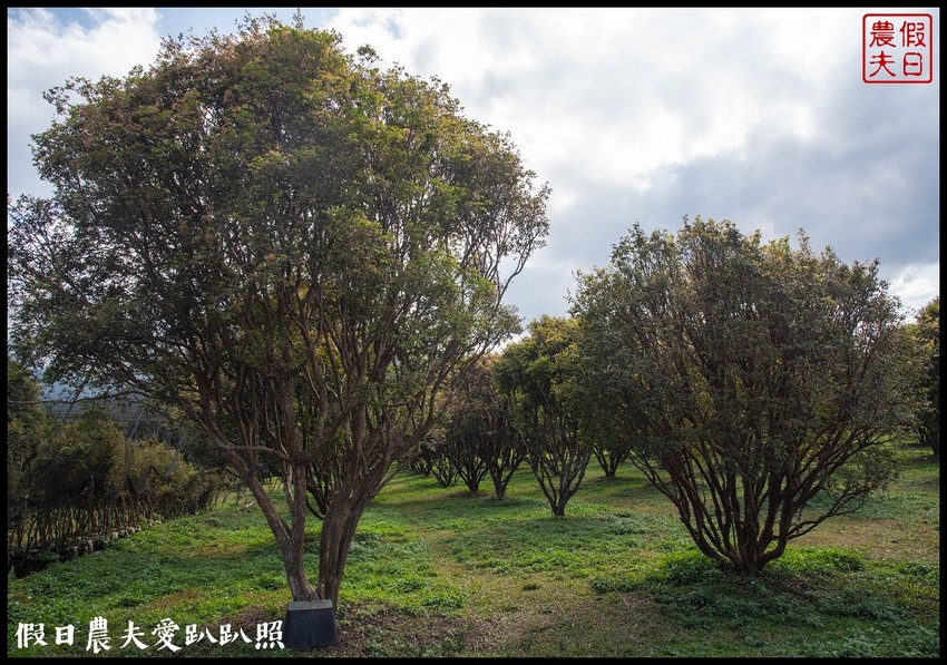 埔里景點|果寶歡酵有機嘉寶果農場．體驗採樹葡萄樂趣/DIY - 假日農夫愛趴趴照