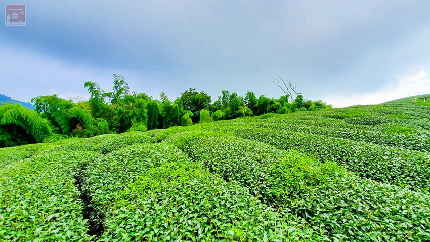 【新飲品】風靡全世界的酵素茶飲｜純粹自然的茶香味｜好萊塢流行新茶飲｜台灣在地有機茶葉｜埔里好水~果寶生技有機康普茶 - 南人幫