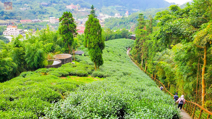 【新飲品】風靡全世界的酵素茶飲｜純粹自然的茶香味｜好萊塢流行新茶飲｜台灣在地有機茶葉｜埔里好水~果寶生技有機康普茶 - 南人幫
