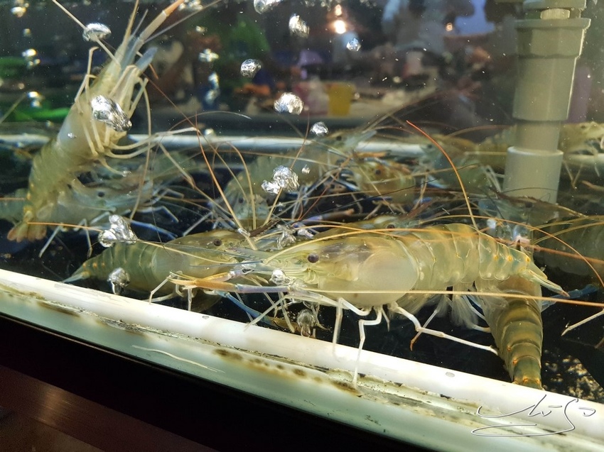 蝦犇 台式流水蝦 (53).jpg