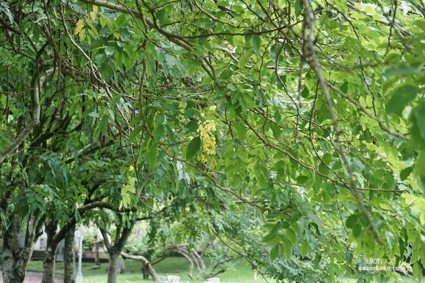 [南投 兩天一夜行程 ] 省府日常散策 漫遊中興新村 騎乘協力車巷弄深度旅行 - 安妮的天空