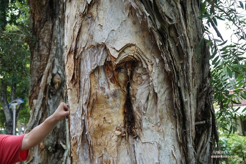 [南投 兩天一夜行程 ] 省府日常散策 漫遊中興新村 騎乘協力車巷弄深度旅行 - 安妮的天空