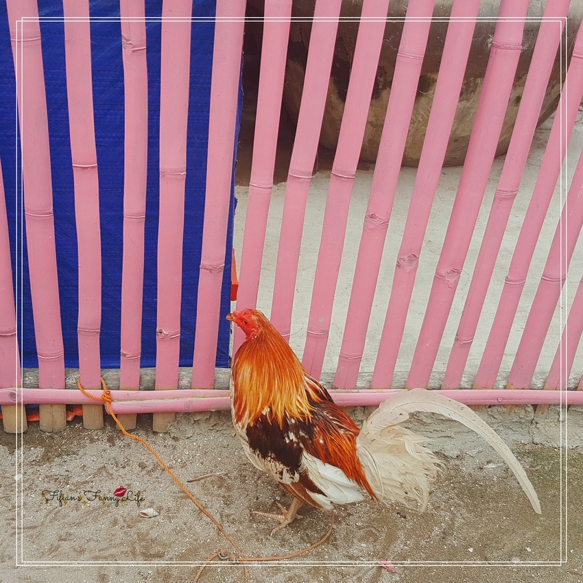 宿霧跳島行程一日遊 娜魯蘇安島%26;資生堂島