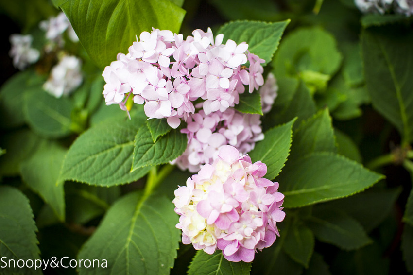 【台北活動】信義區最新美拍打卡景點｜BELLAVITA寶麗廣場10周年慶｜熱帶叢林小市集～小島溜滑梯 x 無人島球池 x 巨嘴鳥盪鞦韆，網美和親子一起來探險