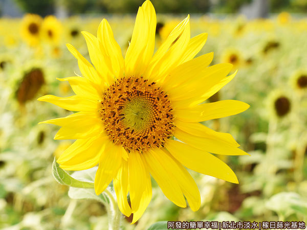 稼日蒔光基地15-盛綻的向日葵.JPG