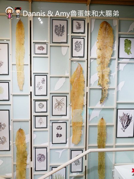 《台北松山美食》 Hi-Q褐藻生活館Hi-Q鱻食-全台第一家海藻創意美食主題餐廳。免費褐藻咖啡、褐藻紅茶、褐藻起士風味餅乾 ︱大人小孩吃一次就愛上(影片) 《台北松山美食》 Hi-Q褐藻生活館Hi-Q鱻食-全台第一家海藻創意美食主題餐廳。免費褐藻咖啡、褐藻紅茶、褐藻起士風味餅乾 ︱大人小孩吃一次就愛上(影片)