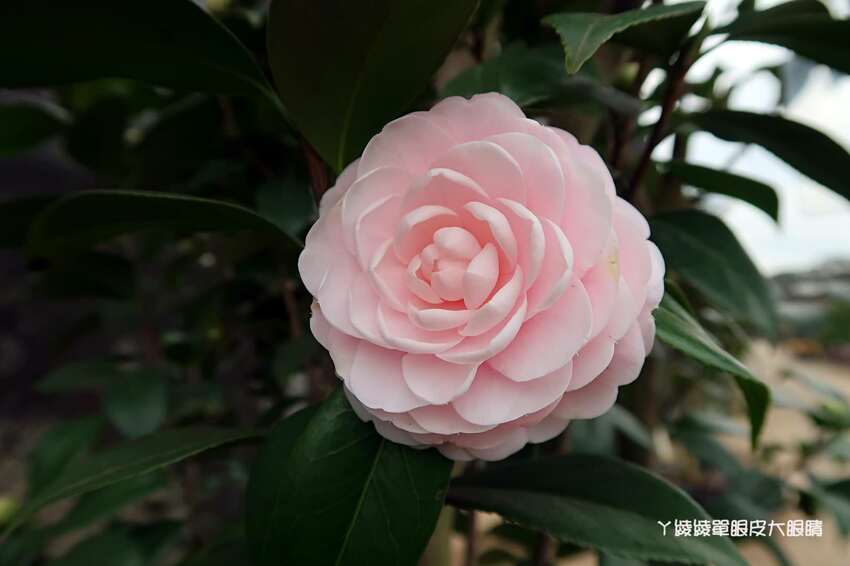 邁向第十六年！新竹市茶花季明天開跑，2020花漾茶花開幕活動、接駁車交通資訊