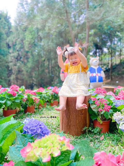 【台中 新社】薰衣草森林，繡球花季開跑，4月中旬到6月底，繡球花搭配旋轉木馬，浪漫至極，晚上還有觀賞螢火蟲行程，一路從早玩到晚！！