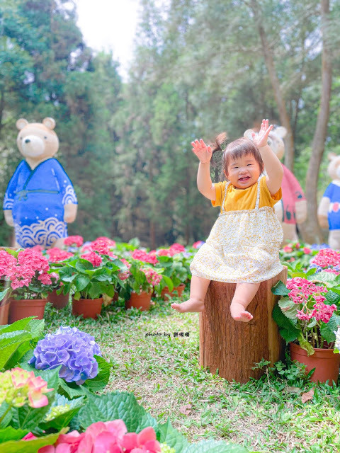 【台中 新社】薰衣草森林，繡球花季開跑，4月中旬到6月底，繡球花搭配旋轉木馬，浪漫至極，晚上還有觀賞螢火蟲行程，一路從早玩到晚！！