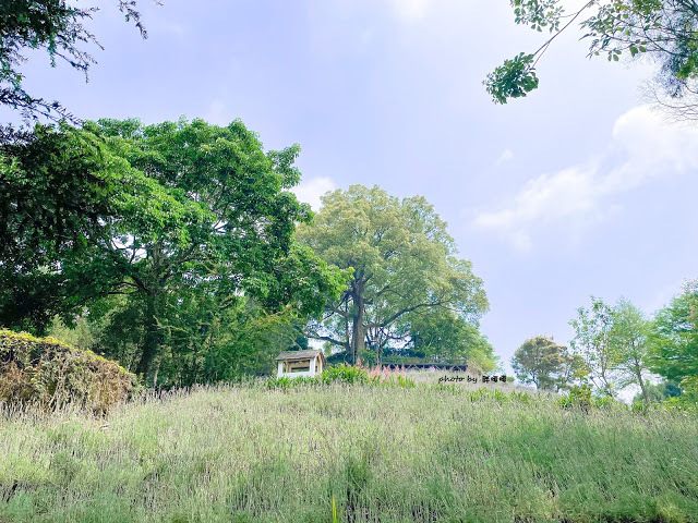 【台中 新社】薰衣草森林，繡球花季開跑，4月中旬到6月底，繡球花搭配旋轉木馬，浪漫至極，晚上還有觀賞螢火蟲行程，一路從早玩到晚！！
