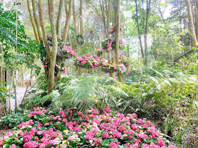 【台中 新社】薰衣草森林，繡球花季開跑，4月中旬到6月底，繡球花搭配旋轉木馬，浪漫至極，晚上還有觀賞螢火蟲行程，一路從早玩到晚！！