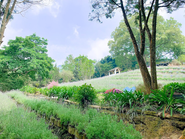 【台中 新社】薰衣草森林，繡球花季開跑，4月中旬到6月底，繡球花搭配旋轉木馬，浪漫至極，晚上還有觀賞螢火蟲行程，一路從早玩到晚！！