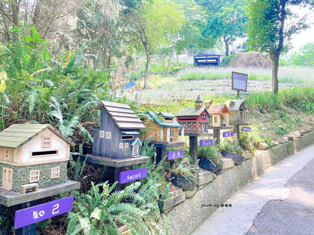 【台中 新社】薰衣草森林，繡球花季開跑，4月中旬到6月底，繡球花搭配旋轉木馬，浪漫至極，晚上還有觀賞螢火蟲行程，一路從早玩到晚！！