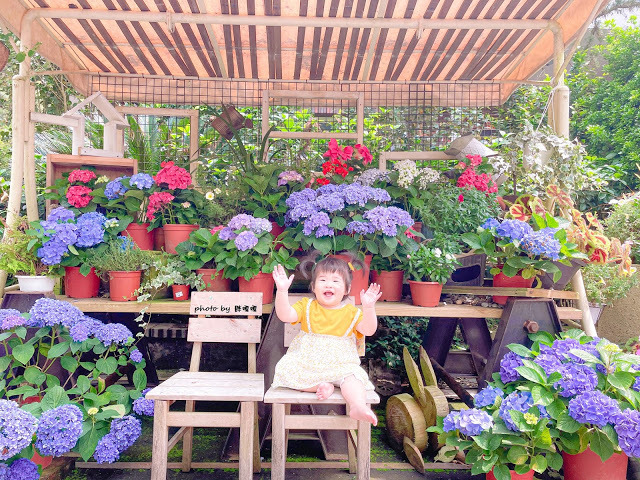 【台中 新社】薰衣草森林，繡球花季開跑，4月中旬到6月底，繡球花搭配旋轉木馬，浪漫至極，晚上還有觀賞螢火蟲行程，一路從早玩到晚！！