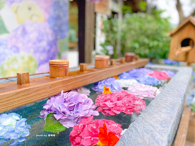 【台中 新社】薰衣草森林，繡球花季開跑，4月中旬到6月底，繡球花搭配旋轉木馬，浪漫至極，晚上還有觀賞螢火蟲行程，一路從早玩到晚！！