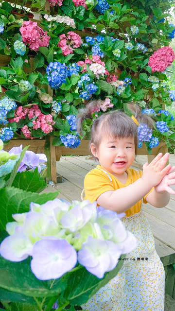 【台中 新社】薰衣草森林，繡球花季開跑，4月中旬到6月底，繡球花搭配旋轉木馬，浪漫至極，晚上還有觀賞螢火蟲行程，一路從早玩到晚！！