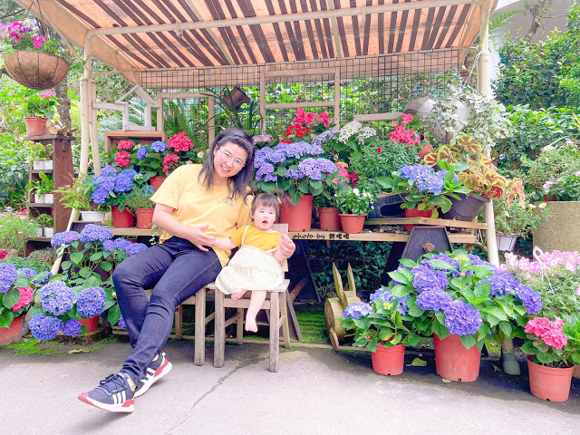 【台中 新社】薰衣草森林，繡球花季開跑，4月中旬到6月底，繡球花搭配旋轉木馬，浪漫至極，晚上還有觀賞螢火蟲行程，一路從早玩到晚！！