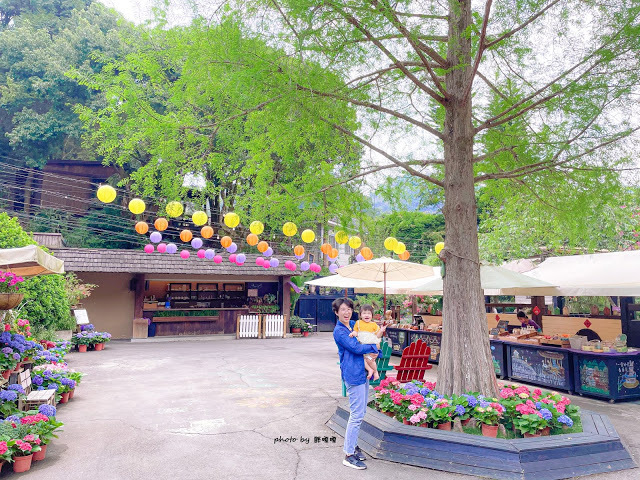 【台中 新社】薰衣草森林，繡球花季開跑，4月中旬到6月底，繡球花搭配旋轉木馬，浪漫至極，晚上還有觀賞螢火蟲行程，一路從早玩到晚！！