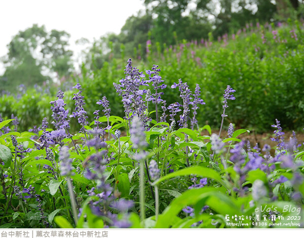 薰衣草森林台中新社店-88.jpg