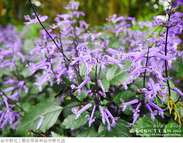 薰衣草森林台中新社店-12.jpg