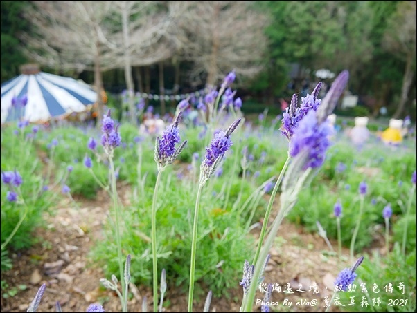薰衣草森林-49.jpg