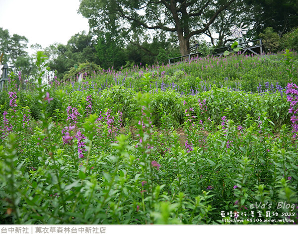 薰衣草森林台中新社店-85.jpg