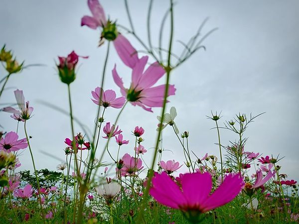 60387115_1078214802387863_206577567476482048_n