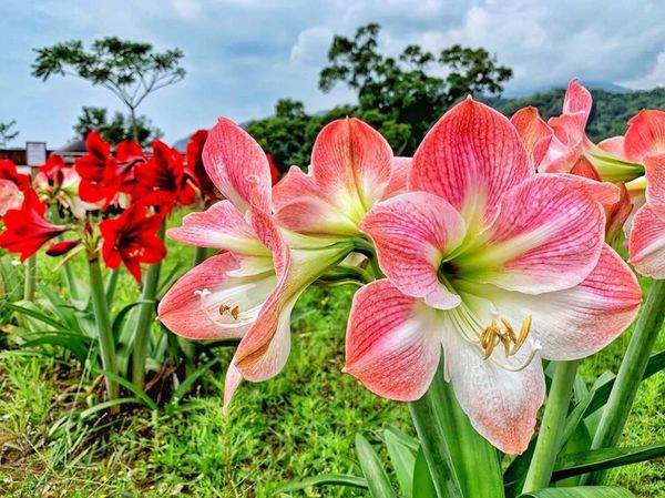 57104096_363576004254226_5500477926367297536_n