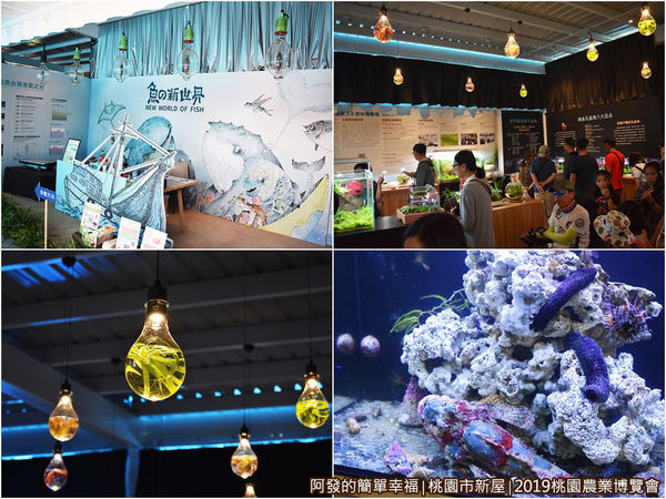 11-魚の新世界04-組圖.jpg