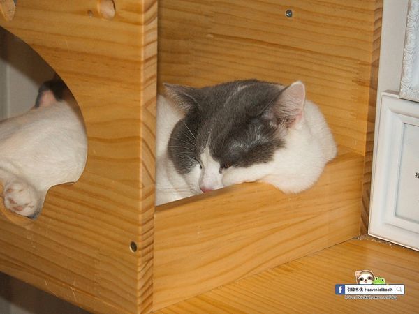 【嘉義】LiLiKoKo哩哩釦釦午茶廚房 - 愛麗絲夢遊層層仙境，黏土王國的午茶宴，柴郡貓慵懶微笑，編織一齣美食與藝文的俏皮相逢。