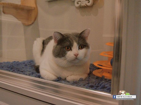 【嘉義】LiLiKoKo哩哩釦釦午茶廚房 - 愛麗絲夢遊層層仙境，黏土王國的午茶宴，柴郡貓慵懶微笑，編織一齣美食與藝文的俏皮相逢。