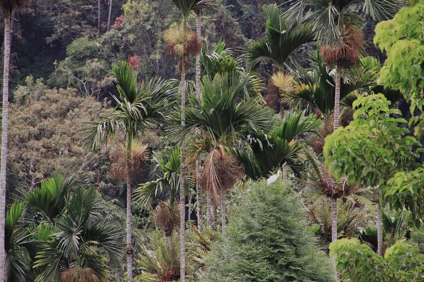鹿篙咖啡莊園環抱魚池鄉茶園景觀咖啡廳，氣勢茶山讓人心曠神怡