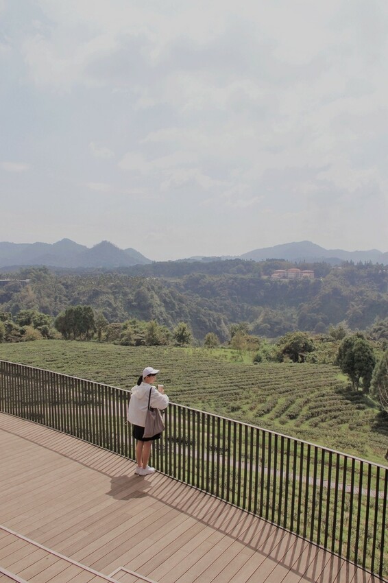 鹿篙咖啡莊園環抱魚池鄉茶園景觀咖啡廳，氣勢茶山讓人心曠神怡