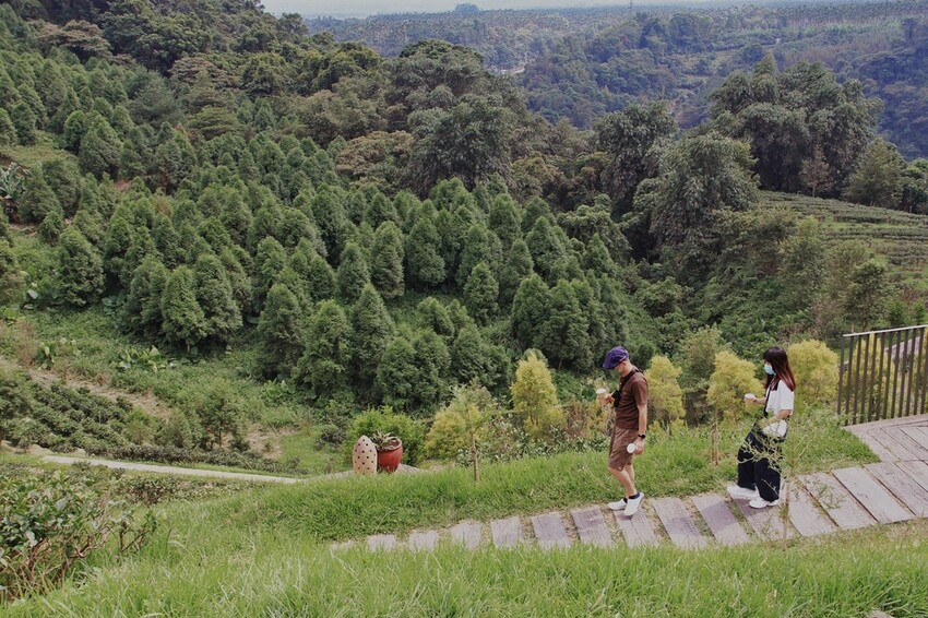 鹿篙咖啡莊園環抱魚池鄉茶園景觀咖啡廳，氣勢茶山讓人心曠神怡
