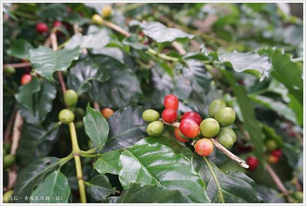 鹿篙咖啡-3.JPG
