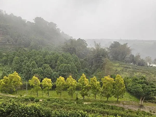 南投魚池鹿篙咖啡莊園~宛如來到世外桃園~觀景平台~俯視山谷的 南投魚池鹿篙咖啡莊園~宛如來到世外桃園~觀景平台~俯視山谷的