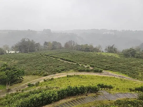 南投鹿蒿咖啡莊園 南投鹿蒿咖啡莊園