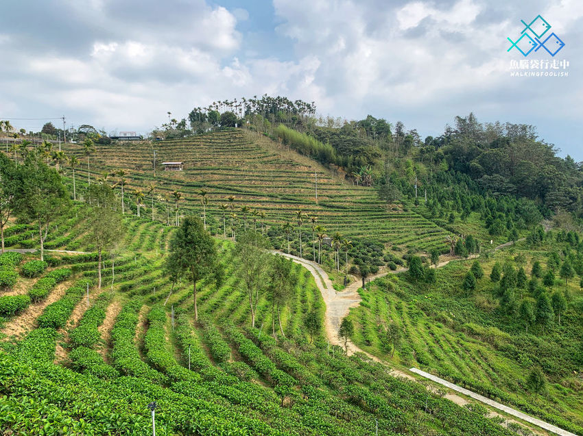 魚腦袋行走中_南投景點_鹿篙咖啡莊園 (5).jpg
