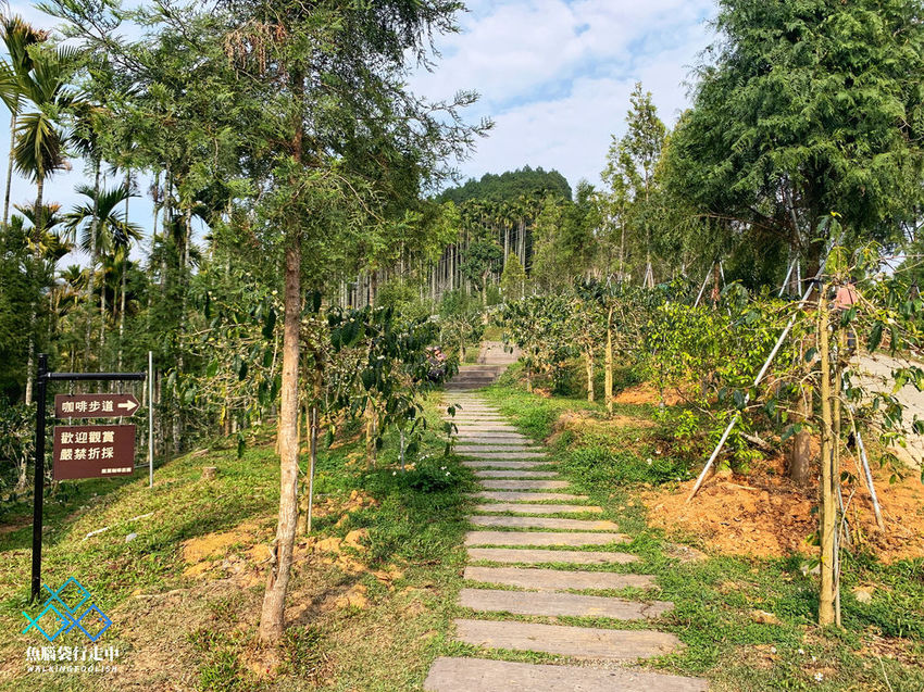 魚腦袋行走中_南投景點_鹿篙咖啡莊園 (25).jpg