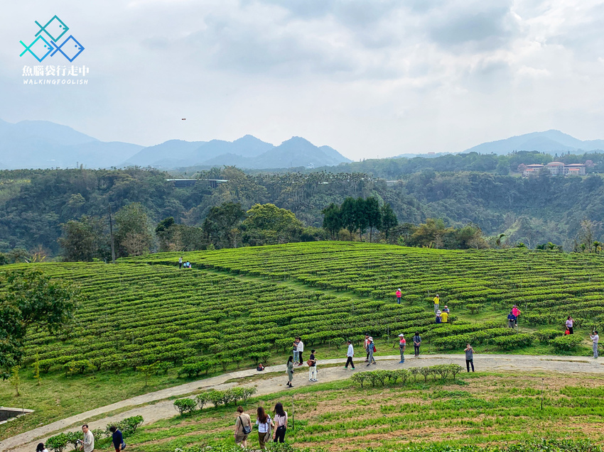 魚腦袋行走中_南投景點_鹿篙咖啡莊園 (4).jpg