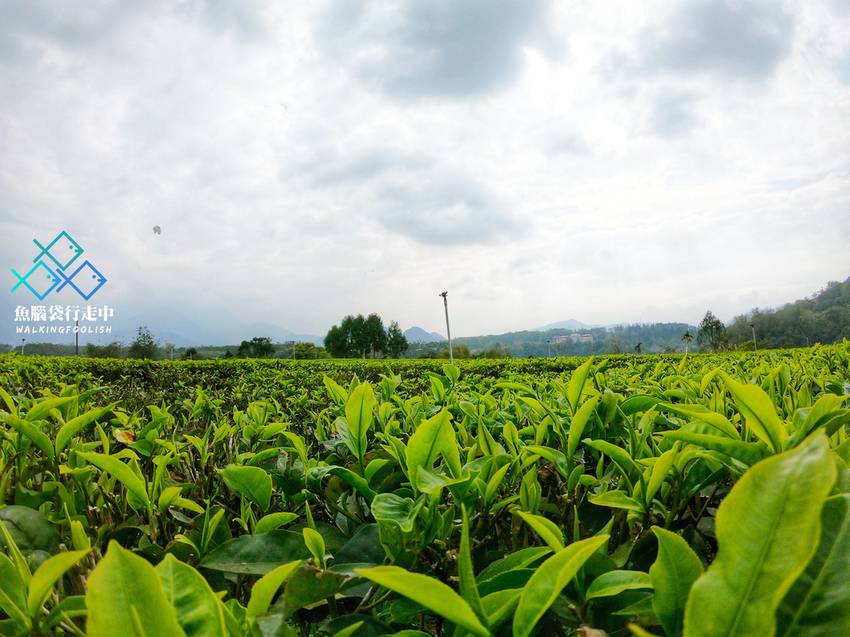 魚腦袋行走中_南投景點_鹿篙咖啡莊園 (33).jpg