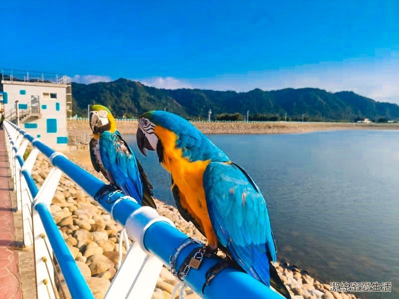中庄調整池 金鋼鸚鵡 中庄調整池 金鋼鸚鵡