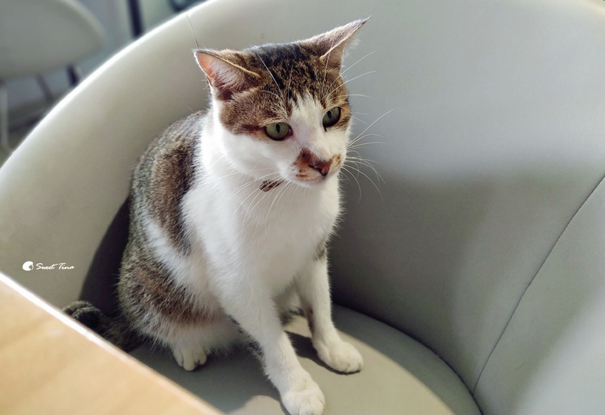 莫內 Monet cafe%5C Manor