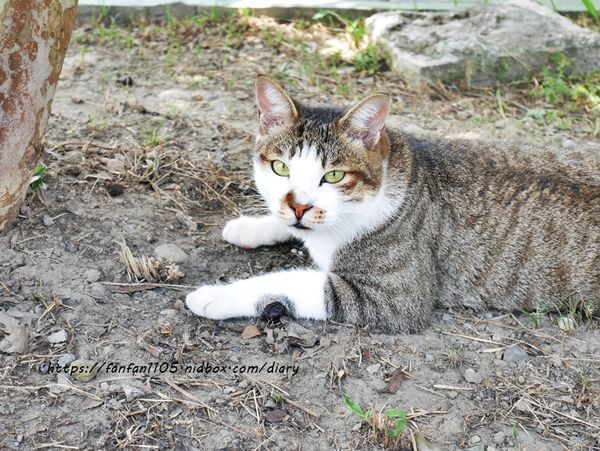 深坑美食【Monet cafe%5C Manor 莫內咖啡莊園】#寵物友善餐廳 #藜麥燉飯 #深坑咖啡廳 #新北美食 (34).JPG