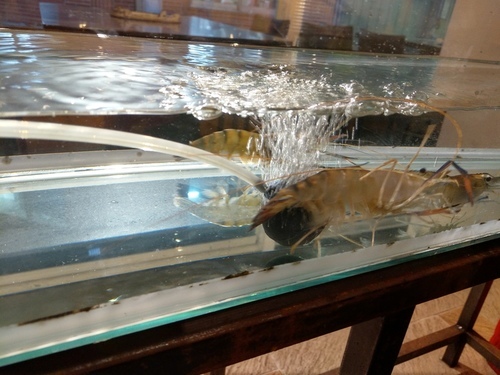 淡水 咁蝦咁蝦 水道活蝦 ︳泰蝦啦 新鮮水道活蝦吃通海 哈根達斯、牛排吃到飽