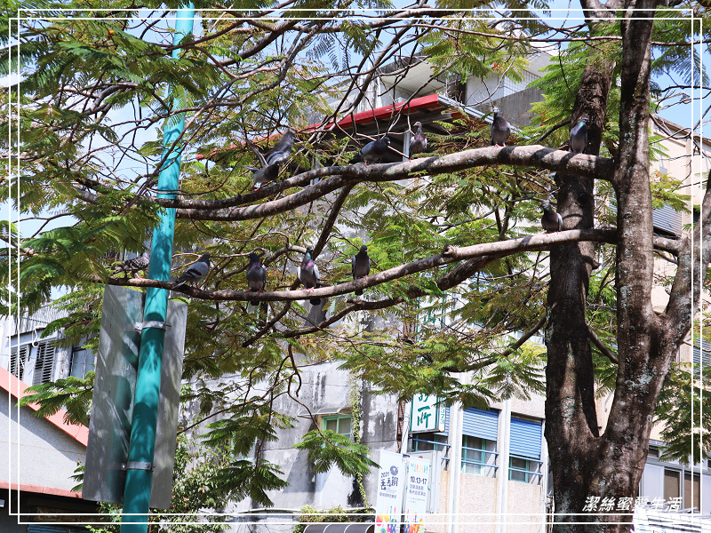 丟丟噹森林x 幾米公園 -宜蘭/向左.向右~走進車站旁童話星空列車 - 潔絲蜜愛生活