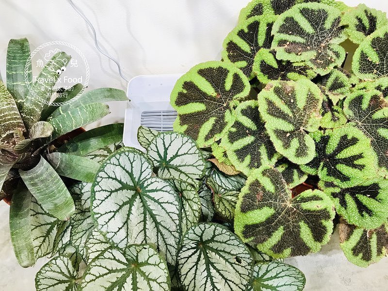 Vittaria Café 書帶蕨|植栽、飲食與生活~甜點門外漢,用心好味道 @魚兒 x 牽手明太子的「視」界旅行