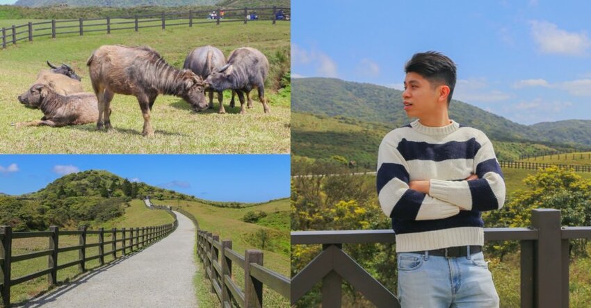 【台北景點】陽明山擎天崗步道一日遊，大草原看水牛群！(交通/停車場/附近景點)