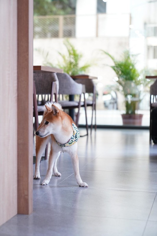 LazyDog Cafe 伸懶腰