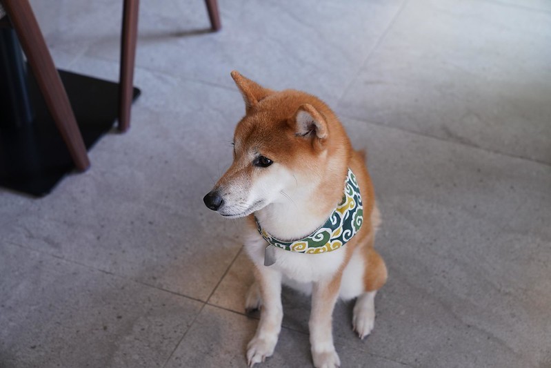 LazyDog Cafe 伸懶腰